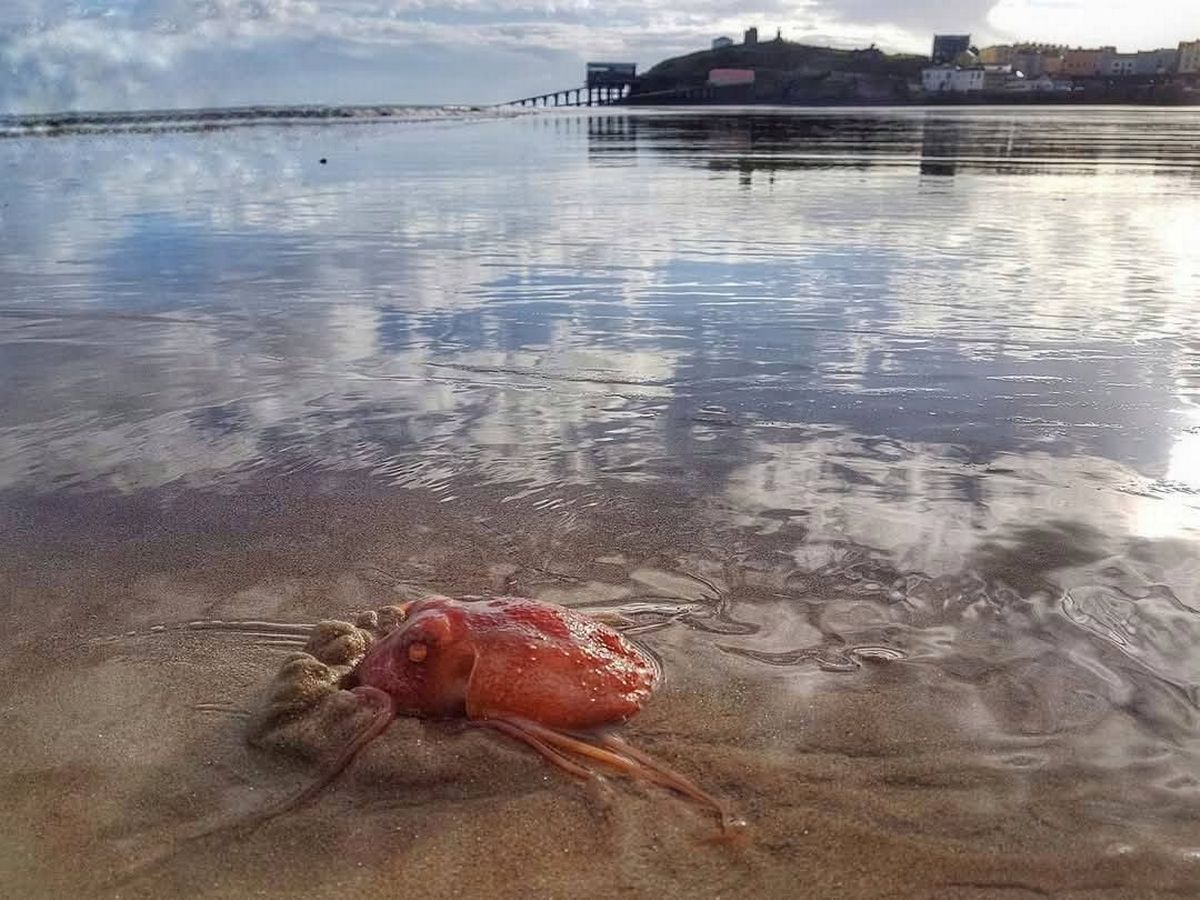 Orange octopus partially buried in sand 