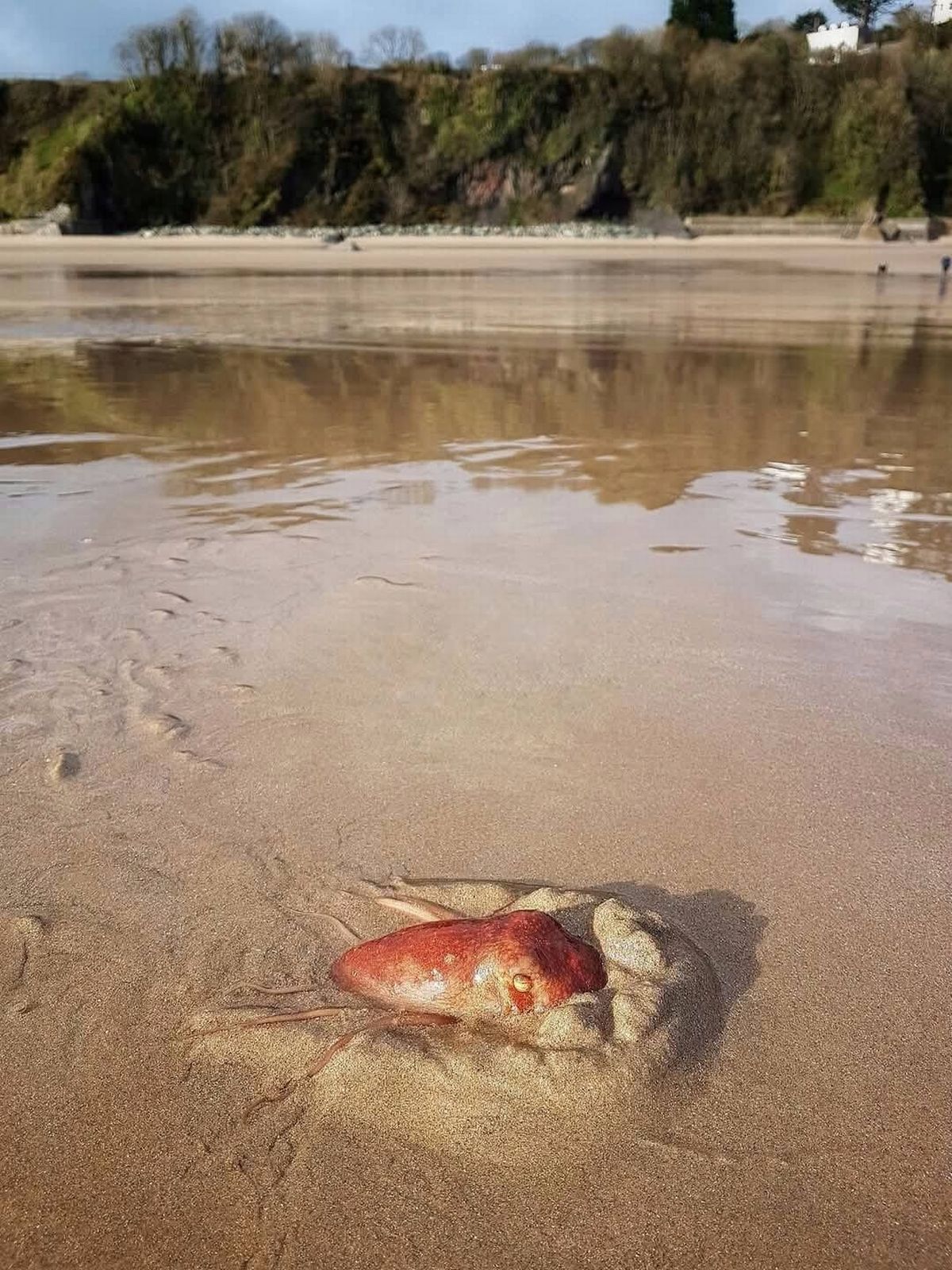 Orange octopus buried in sand