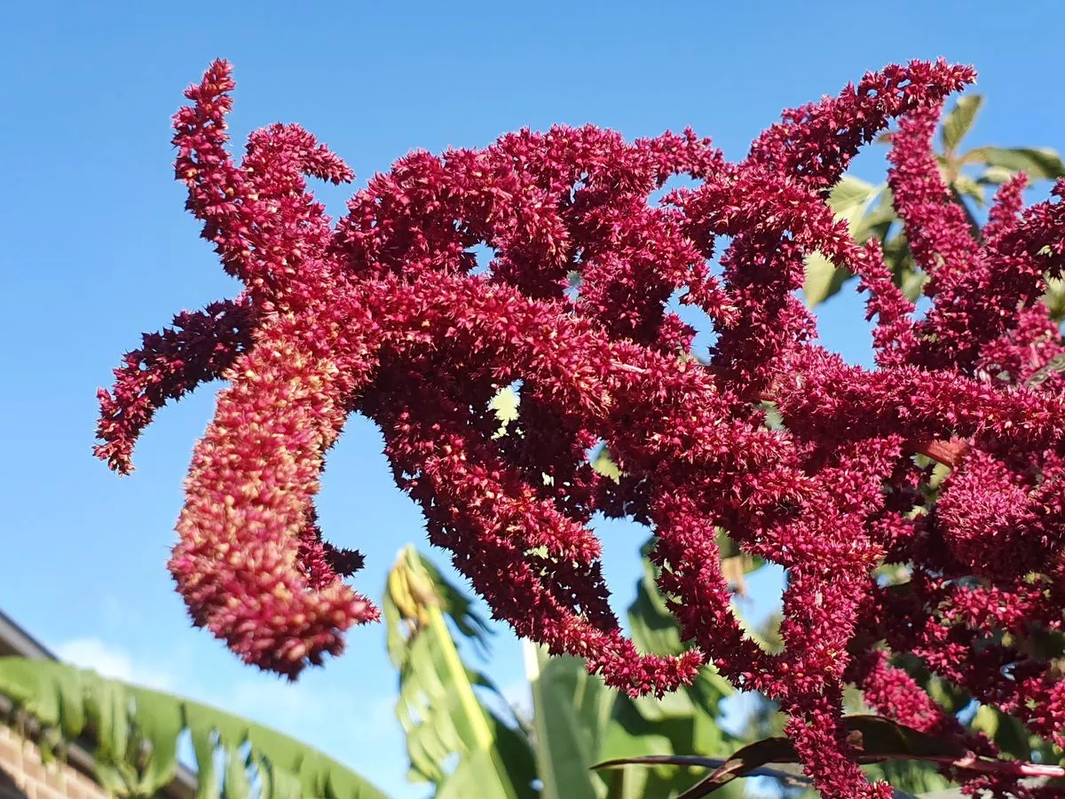 amaranth plant 