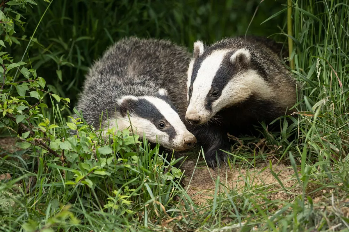 Pair of European badgers 