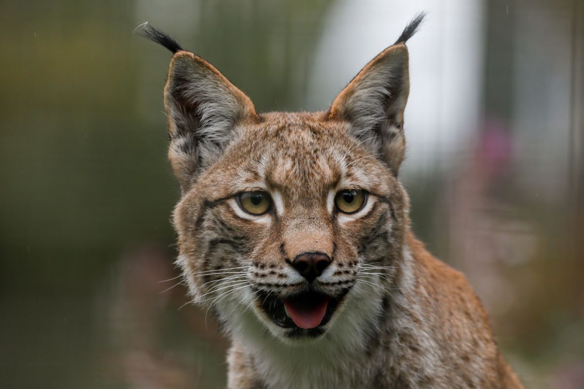 Highland Wildlife Park lynx