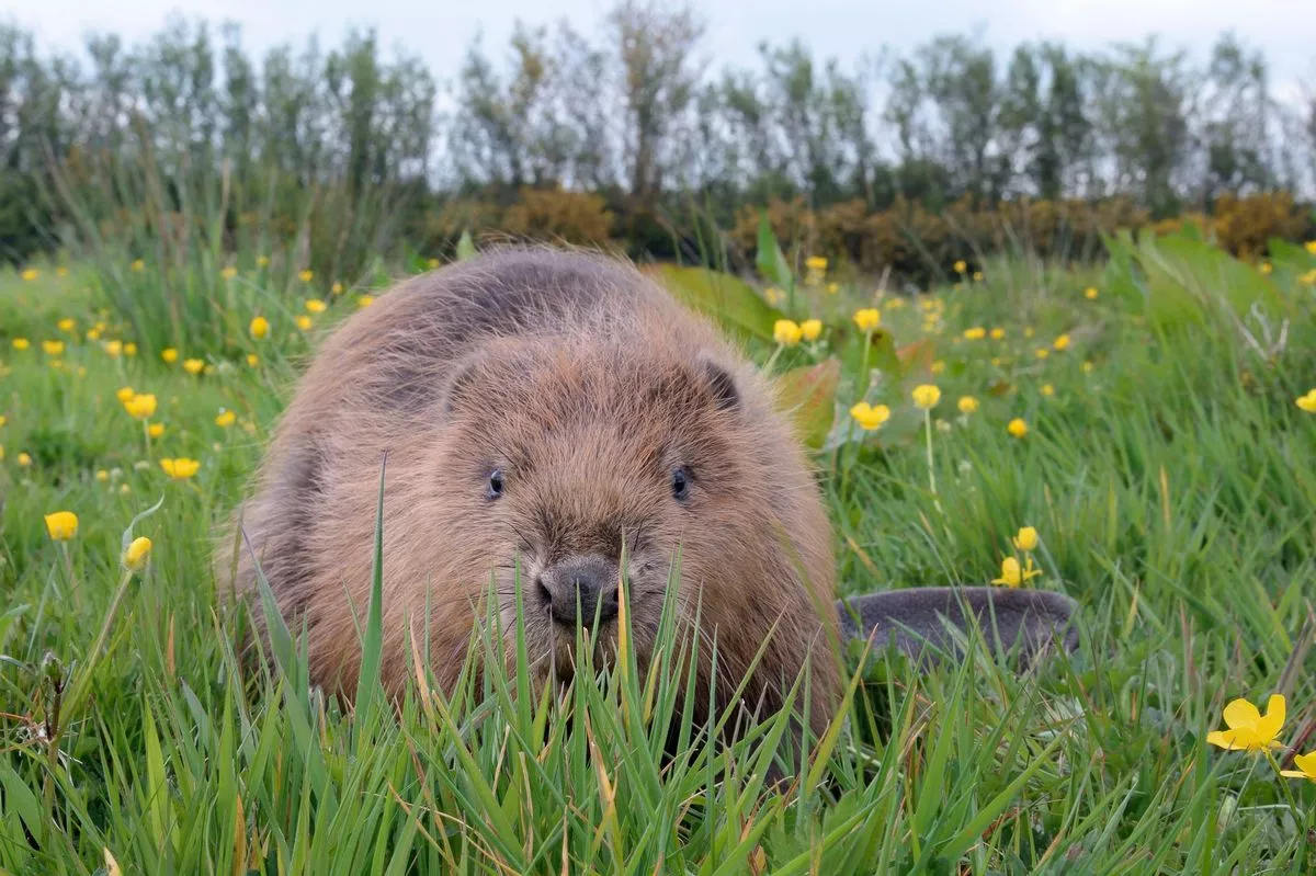 One of the beavers that was released in 2021