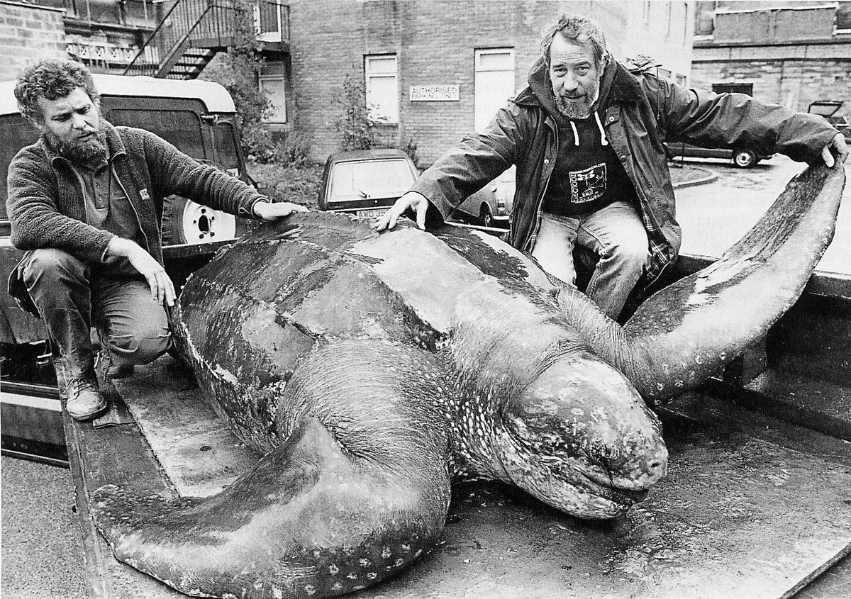 The largest leatherback turtle ever recorded was found at Harlech in 1988