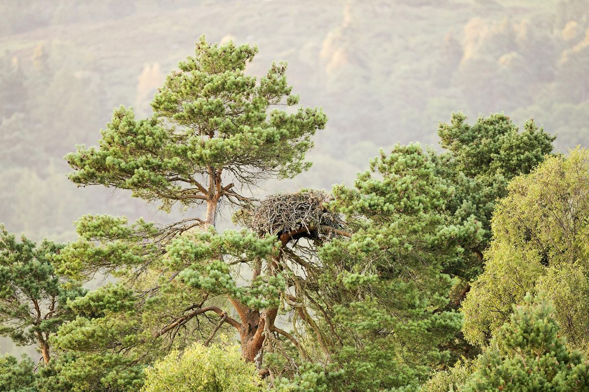 Loch of the Lowes near Dunkeld
