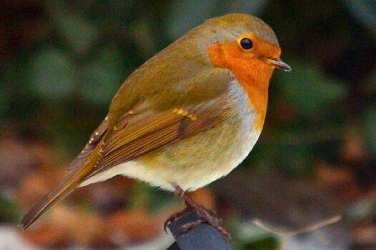Picture of a happy robin in winter