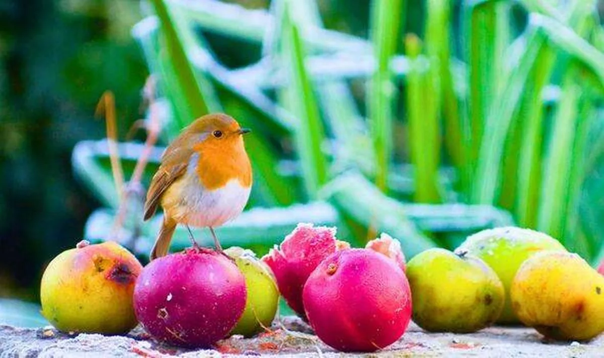 Picture of robins eating leftovers in a garden
