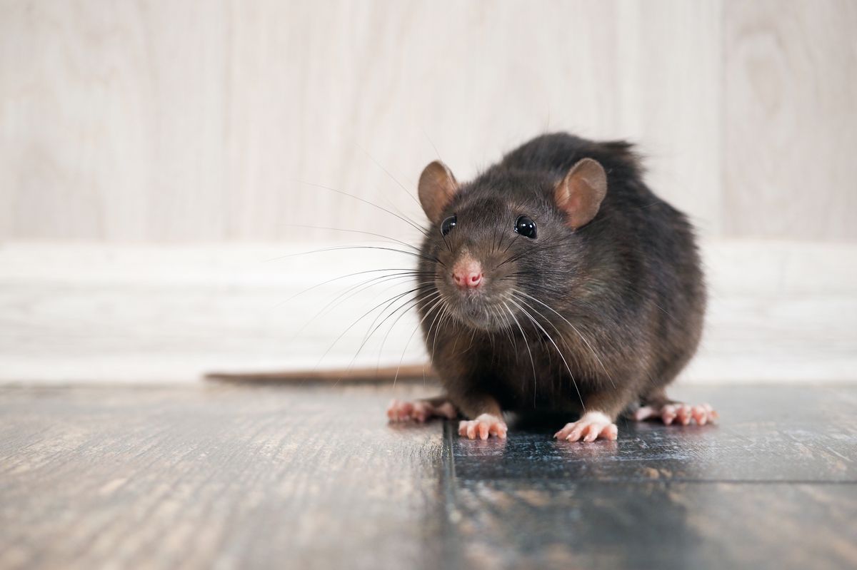 Rats and mice can come into homes when temperatures plummet outside