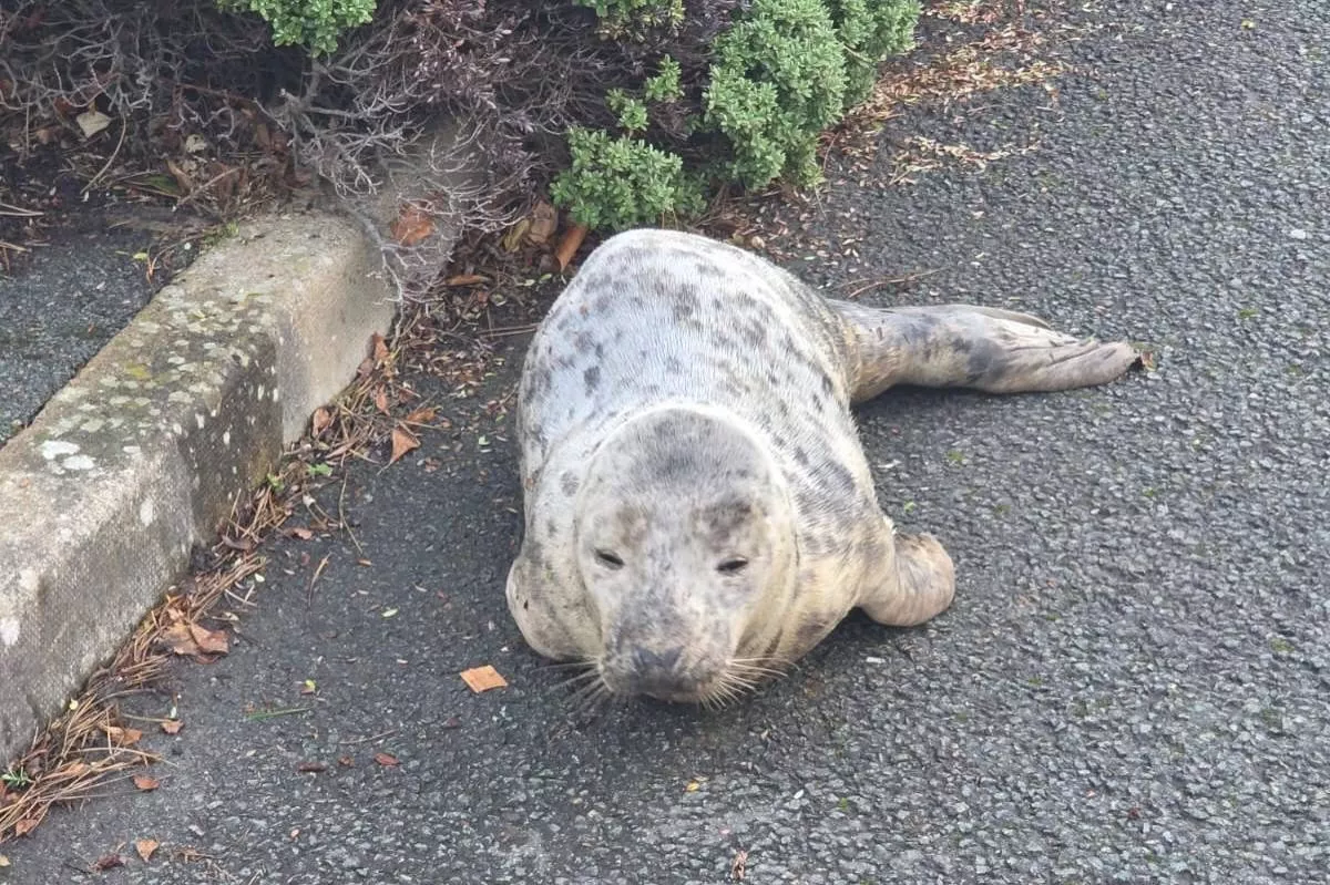 A little seal turned up at the Quay Hotel and Spa in Deganwy
