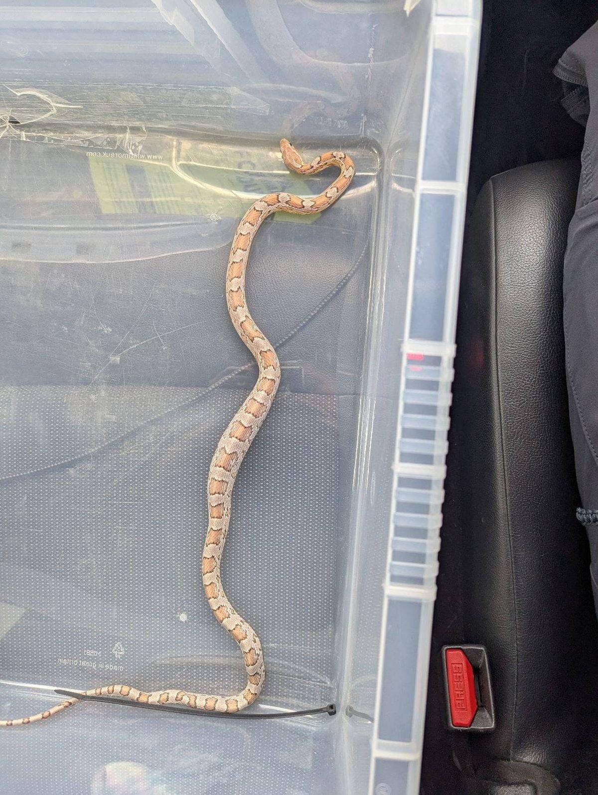 An image depicting a small snake resting within a transparent plastic container, possibly used for temporary storage or transport. The container shows clear dividers, and the setting appears to be inside a vehicle, indicated by the visible red light and black material.