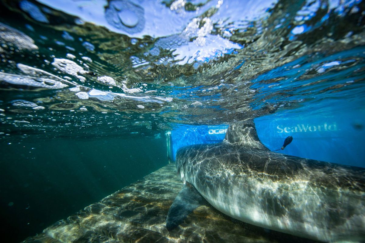An underwater view of marine life, showing a large sea turtle swimming among rocks and clear blue waters, with natural light filtering through from the surface above.