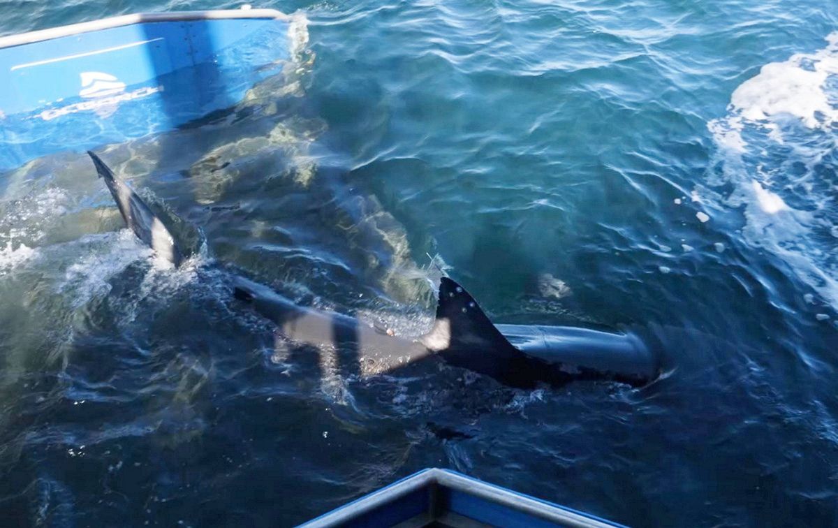 An image depicting a large marine animal, identified as a shark, swimming in the ocean. The shark is partially visible, with its dorsal fin and tail fin emerging from the water surface. The water appears clear and blue, indicating a natural marine environment.