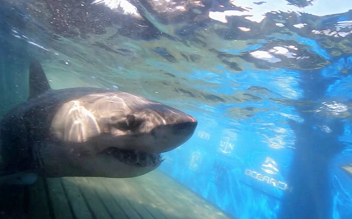 An image depicting a marine animal, likely a shark, swimming in clear blue water. The shark's body is partially visible, with its head and upper body facing the camera, revealing its sharp teeth and intense gaze. The water around the shark is transparent, allowing for a clear view of the aquatic environment.