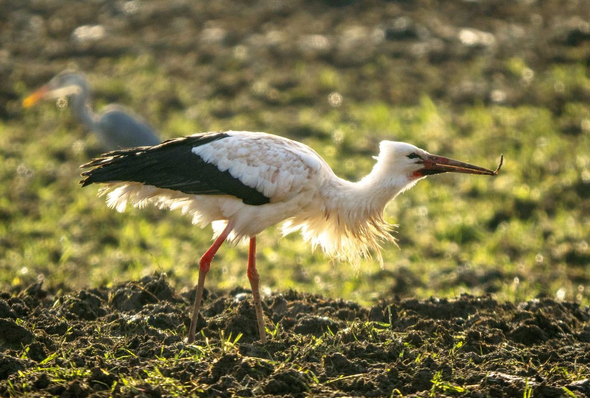 White stork