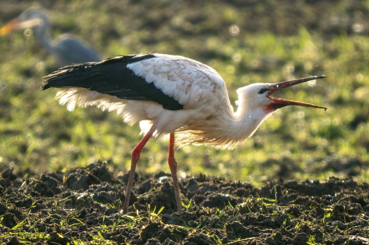White stork