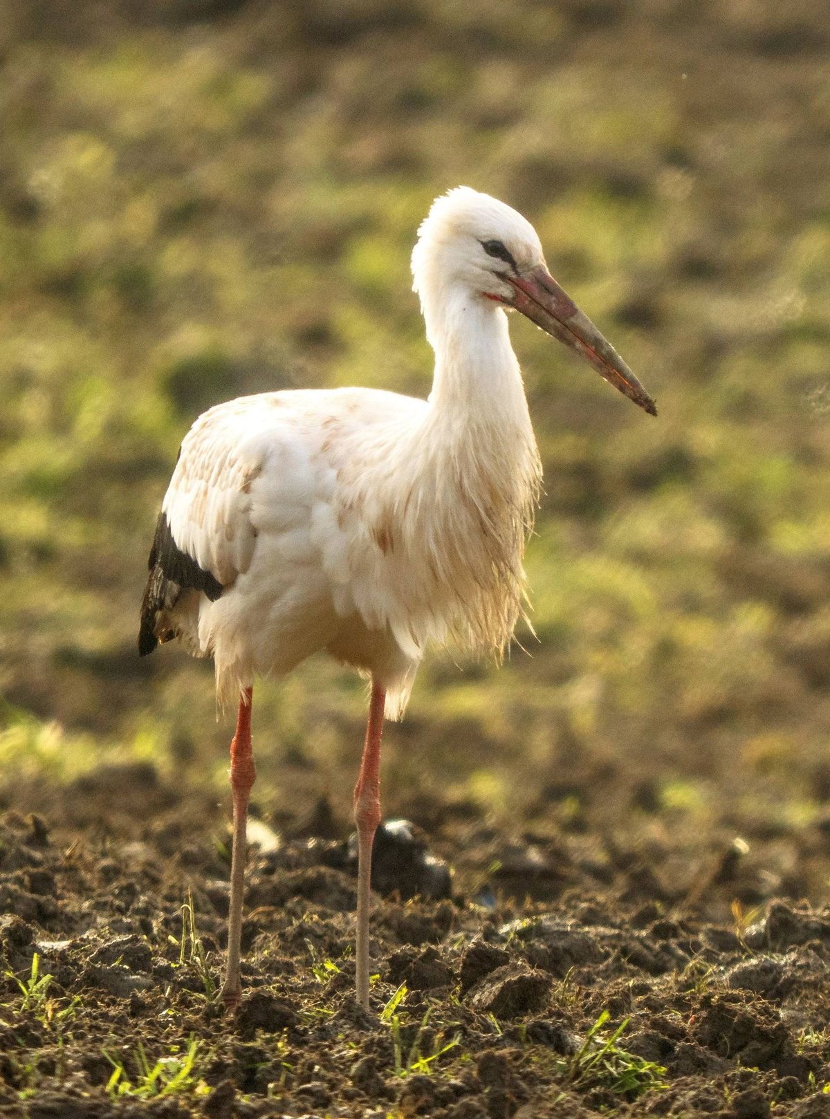White stork