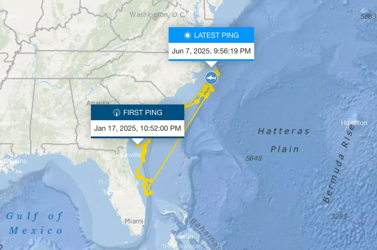 A photo of the shark's movements 