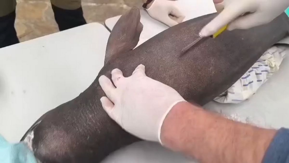 An expert's hand examining the Portuguese shark