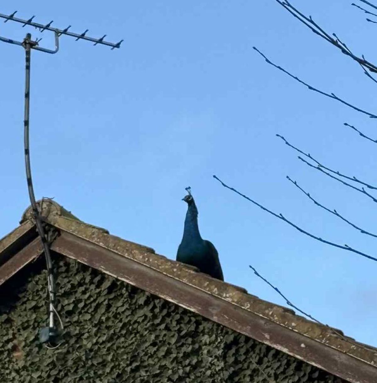 There have been numerous sightings on Dave around the village