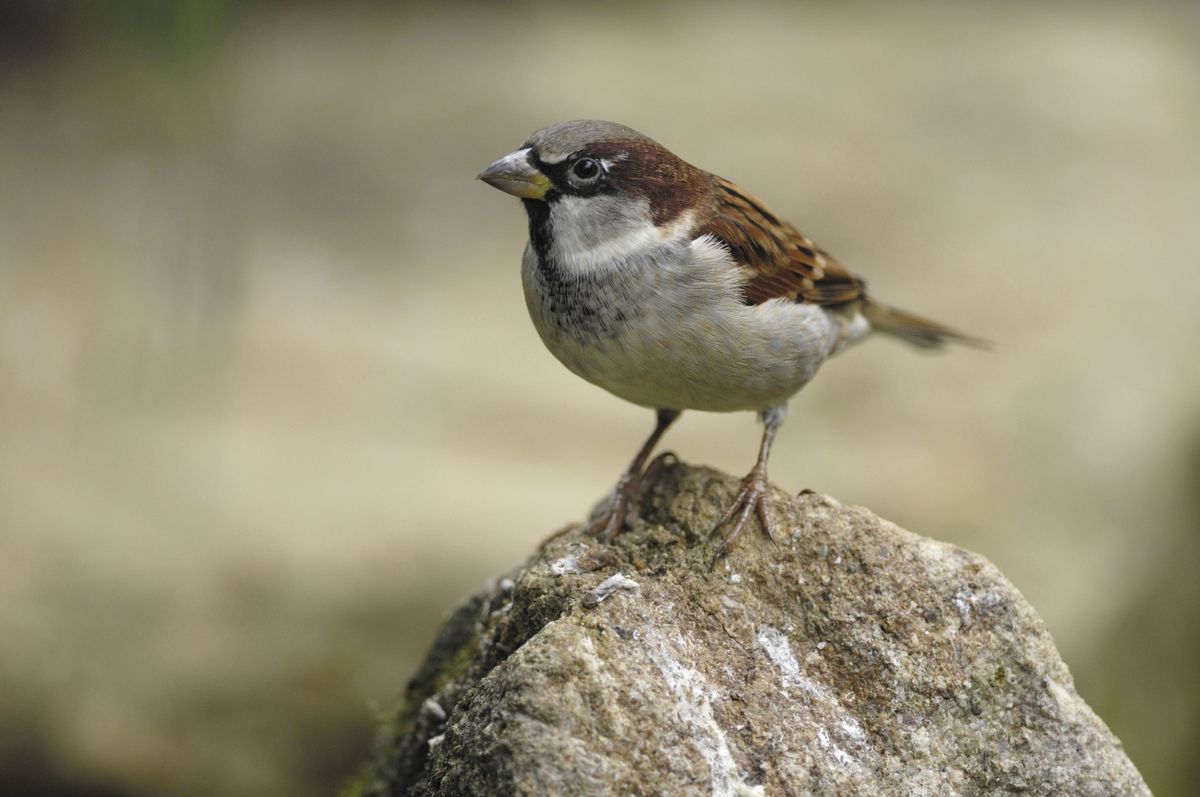 The house sparrow held the top spot for another year as the most commonly spotted bird in the 2025 Big Garden Birdwatch