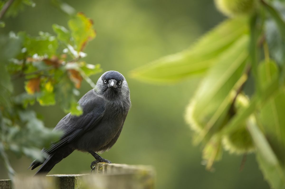 Jackdaw on a garden fence - what might you spot during the RSPB Big Garden Birdwatch 2026?