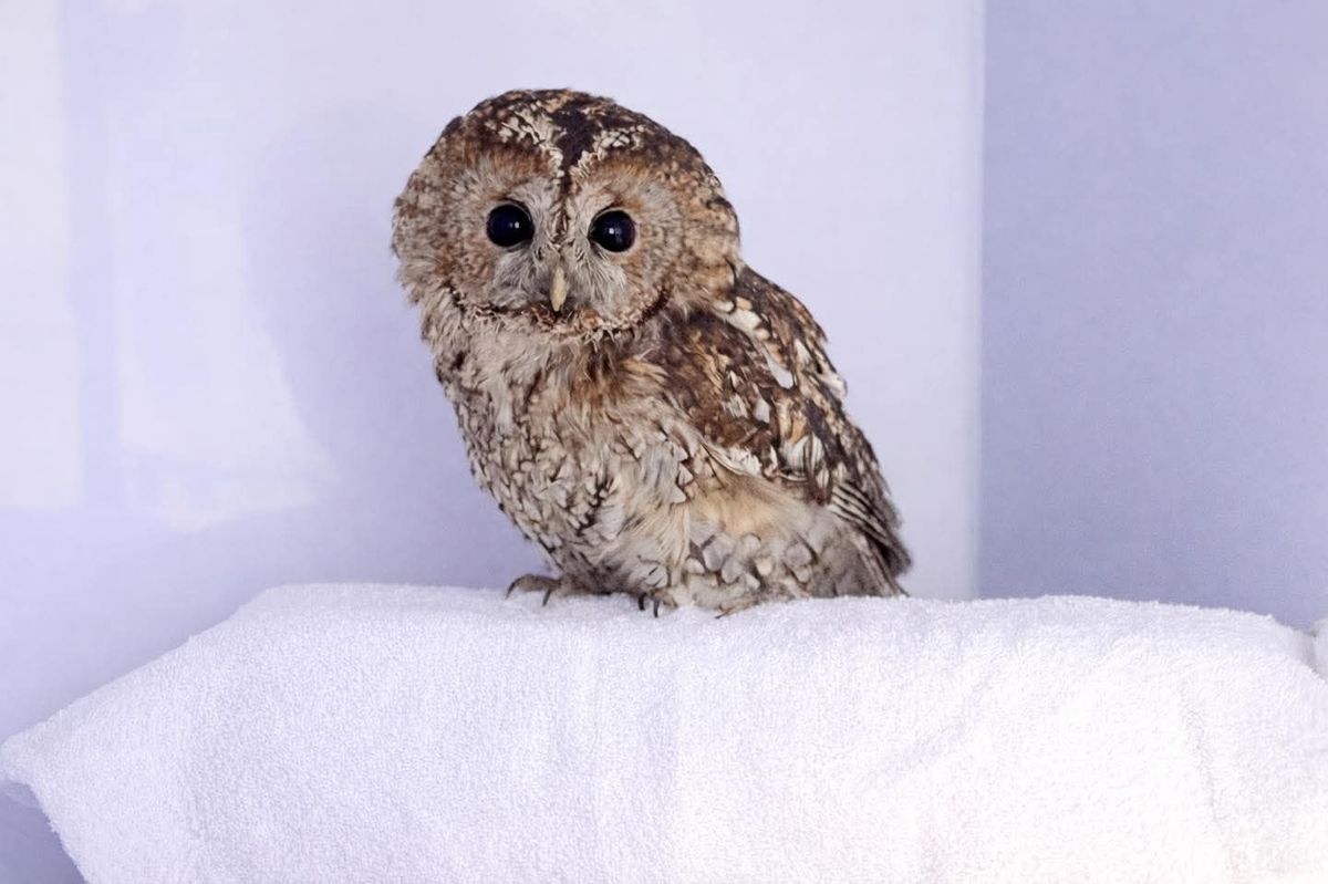 Safe and sound - a tawny owl in the care of Cleethorpes Wildlife Rescue after being rescued by a Grimsby chimney sweep