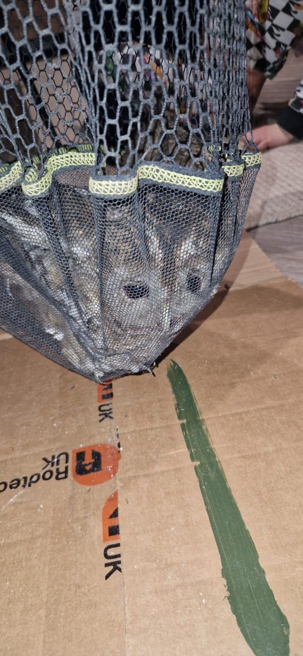 The tawny owl in a keep net awaiting the arrival of Cleethorpes Wildlife Rescue