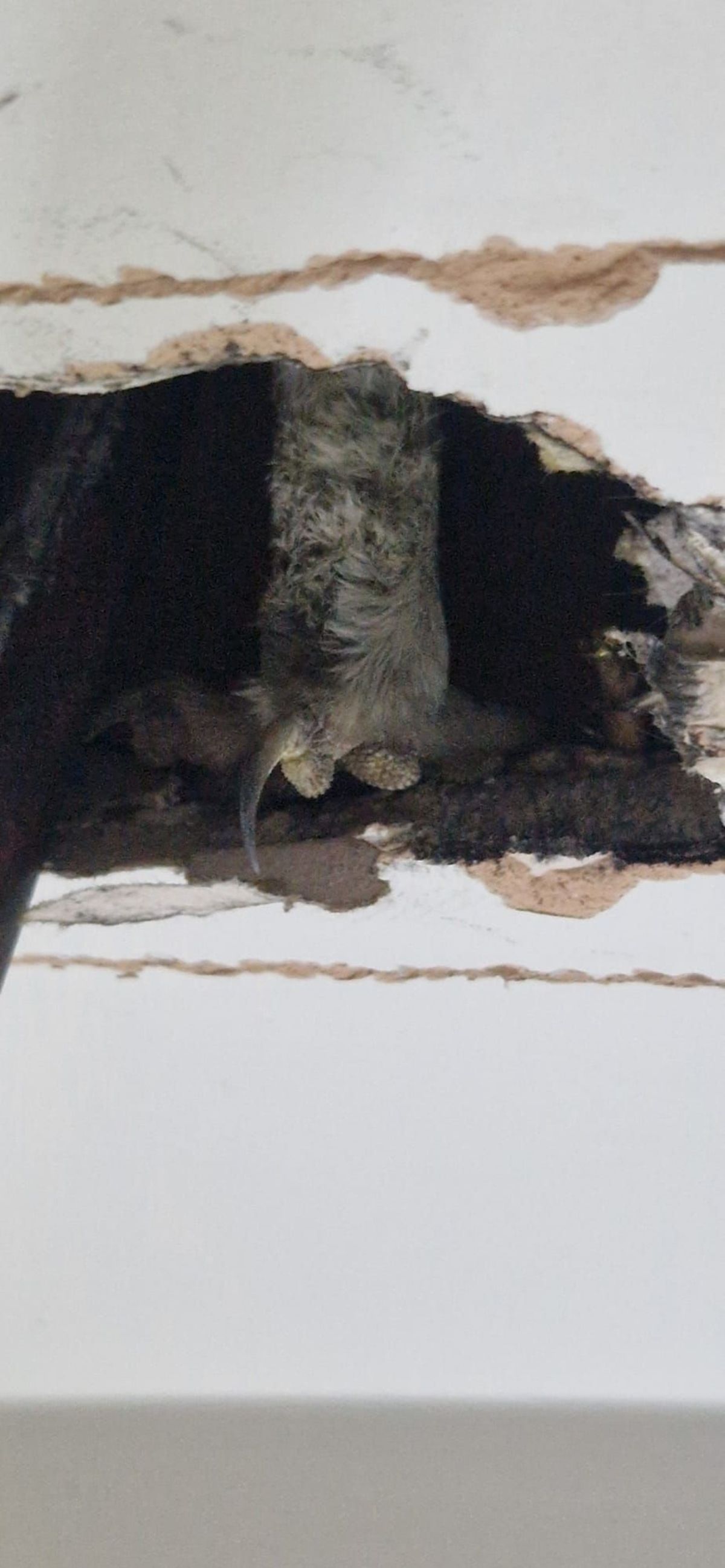 Just a feathered leg in sight - the owl was trapped behind the plasterboard of a chimney breast