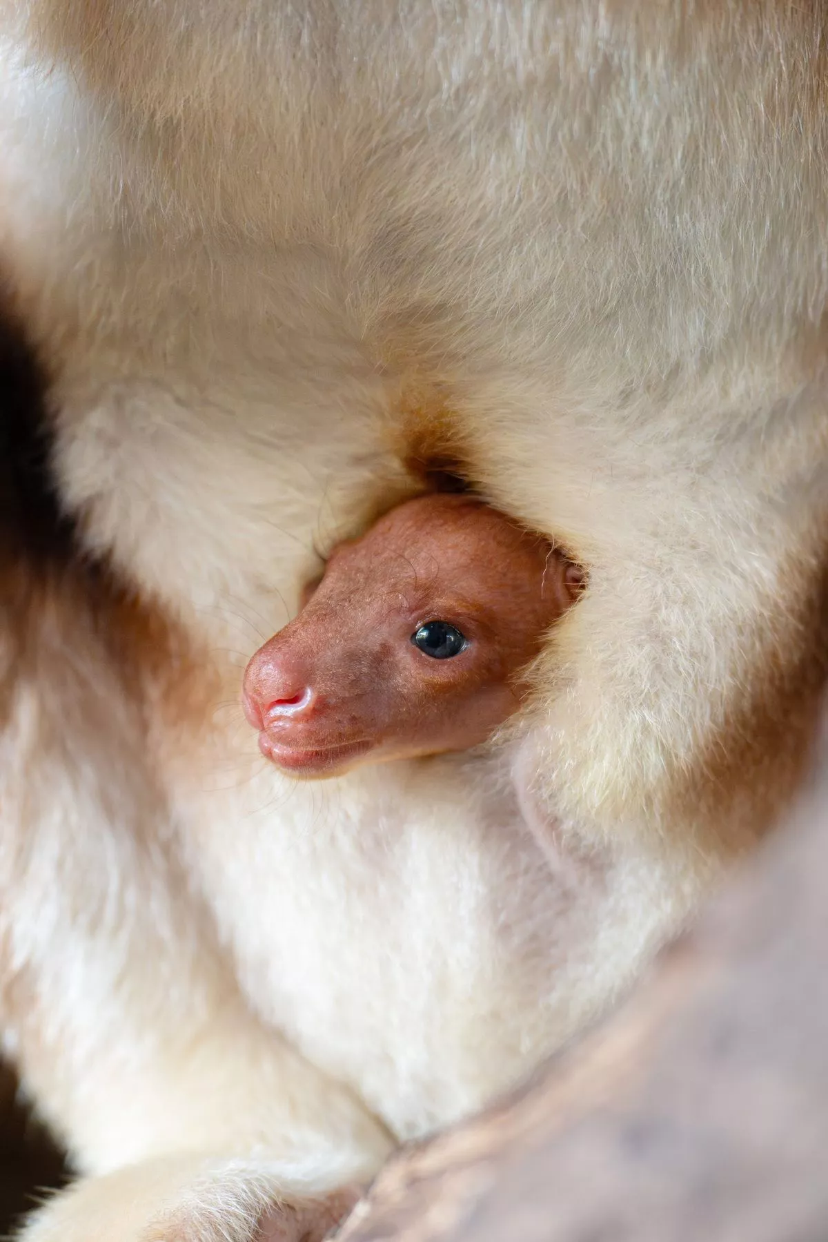 The joey only emerged from its mother's pouch last week