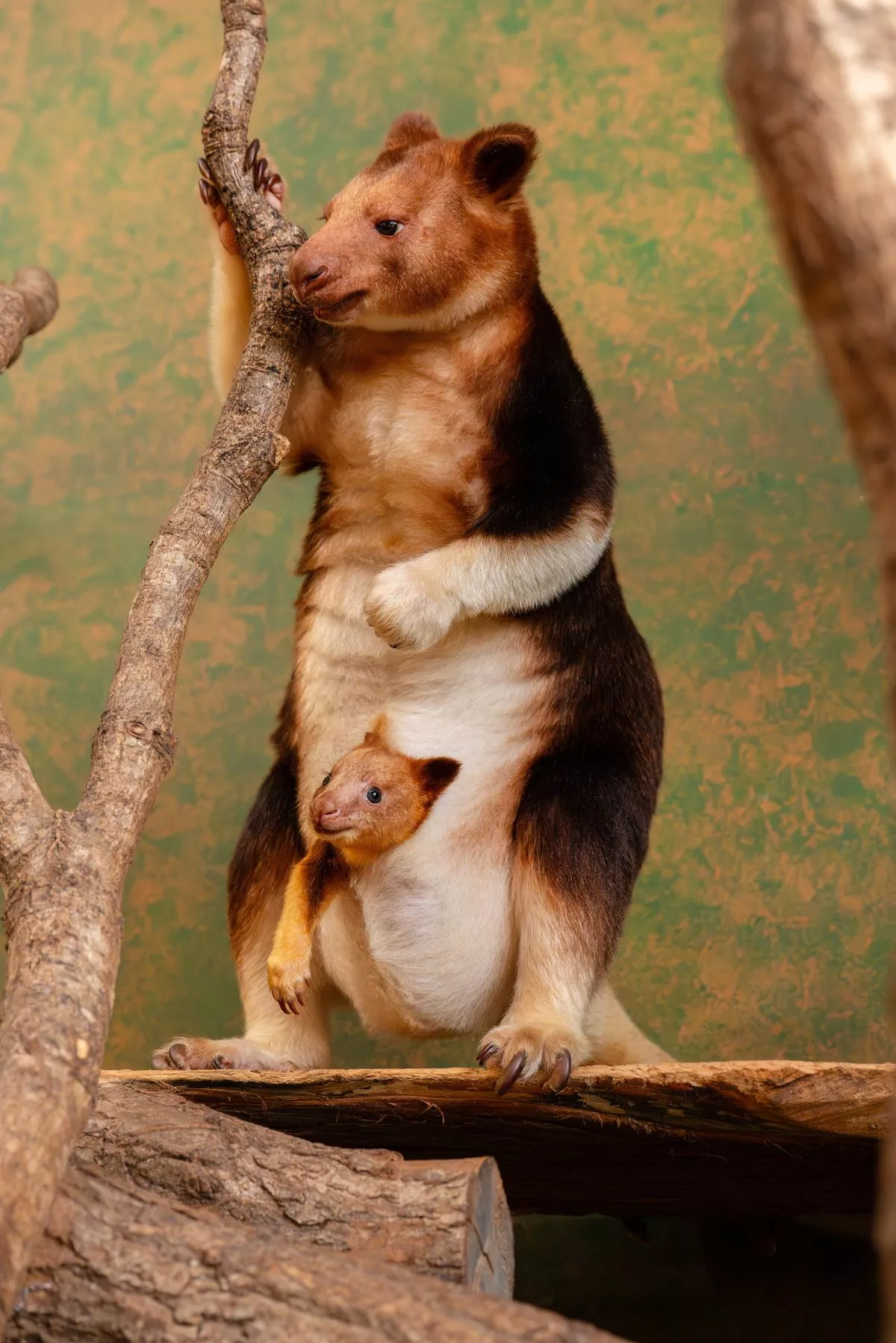 Experts say the "special arrival" marks a major conservation milestone for one of the world’s most threatened marsupials