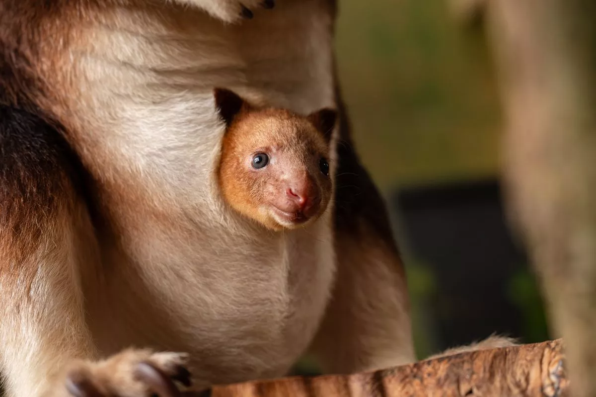 An endangered Goodfellow’s tree kangaroo joey has been born at Chester Zoo