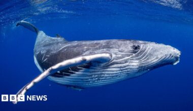 A minke whale diving below the surface of a dark blue sea.