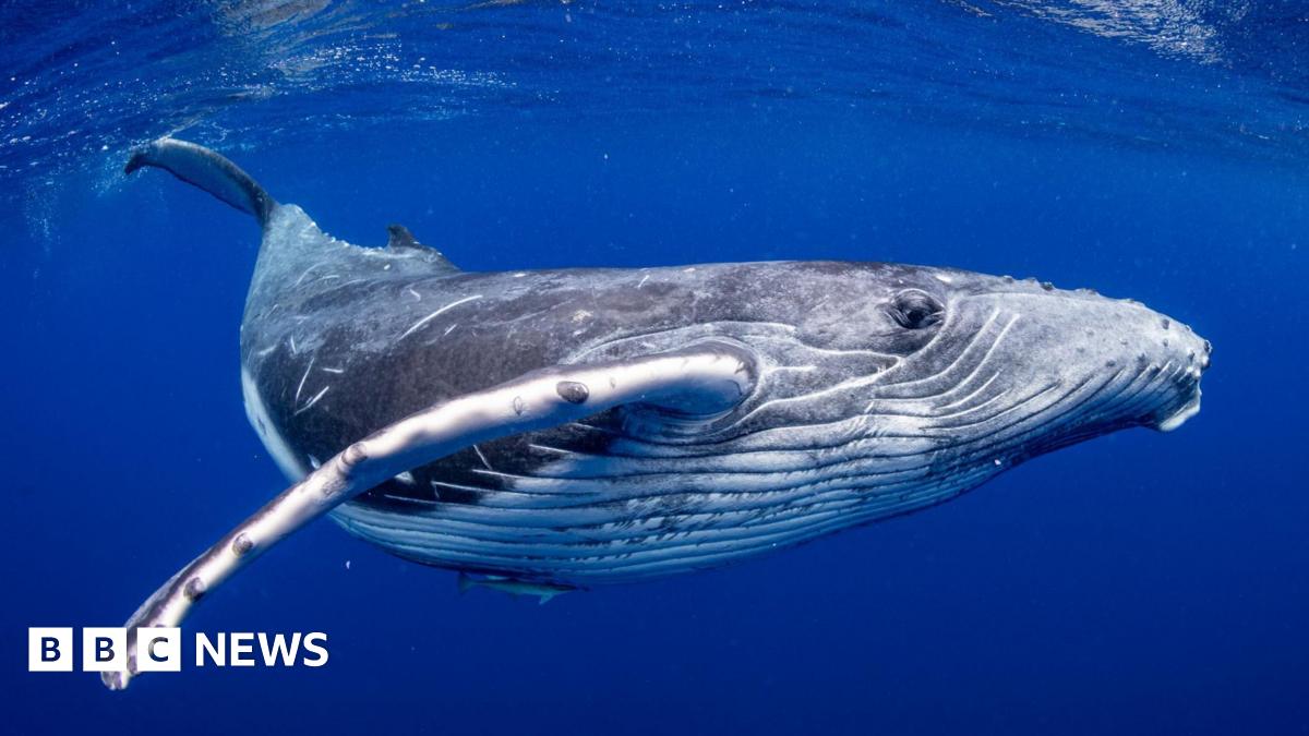 A minke whale diving below the surface of a dark blue sea.