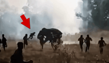 Killer Elephant Leaves 22 People Dead Over 10 Days in India, Still At Large