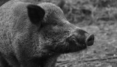 Wild boar numbers brought under control around Cartagena after targeted culls