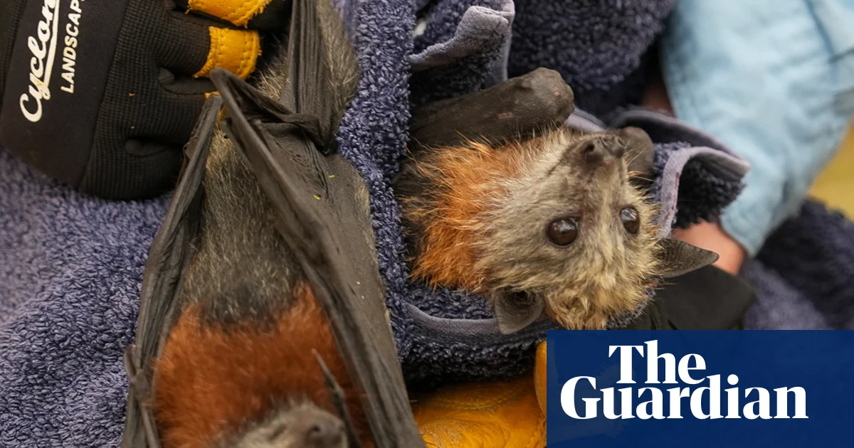 Flying foxes die in their thousands in worst mass-mortality event since Australia’s black summer | Wildlife