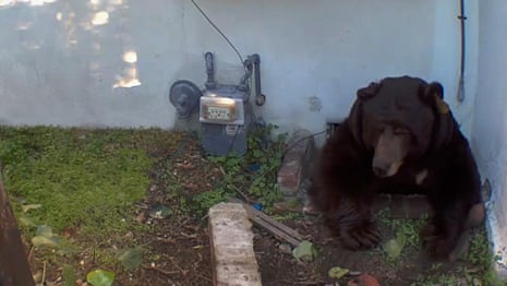 CCTV footage showing the bear coming out of Johnson's basement