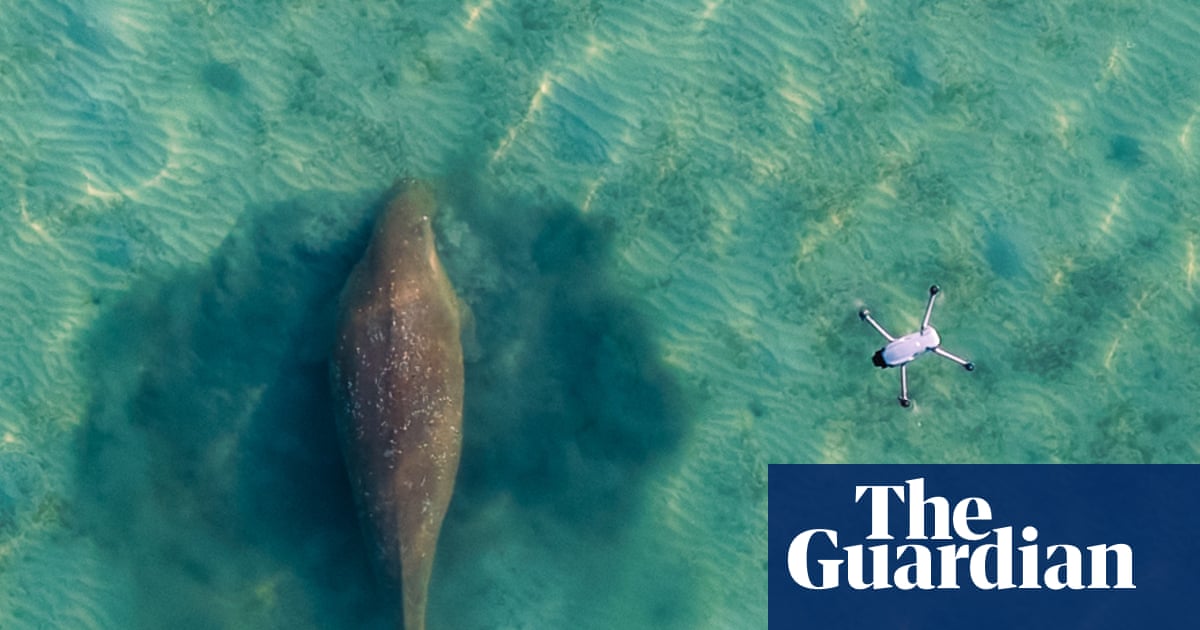 Looking for Miracle: why have so many dugongs gone missing from Thailand’s shores? | Global development