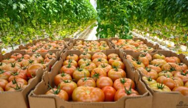 tomatoes awaiting shipment