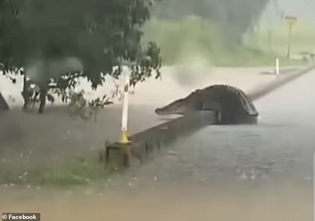 A large crocodile was seen diving off the side of Kruckow Bridge, near Babinda in Far North Queensland