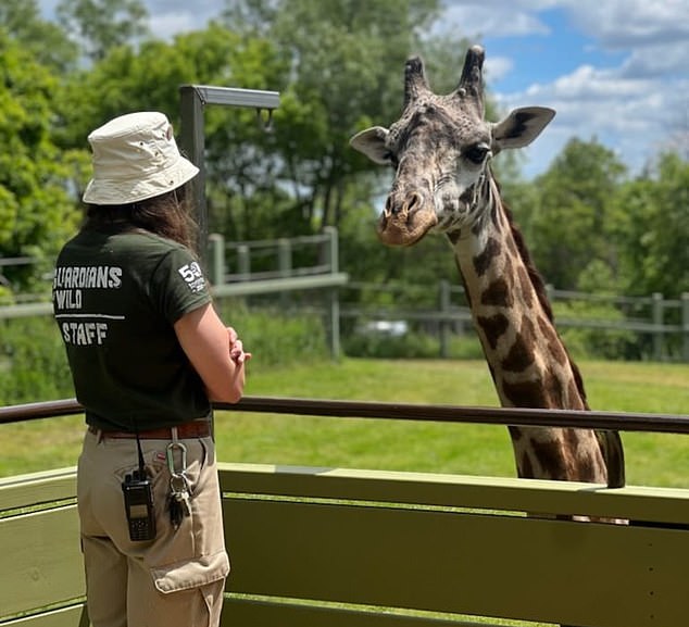 Zoo officials said the giraffe’s unique anatomy turned a routine movement into a fatal injury
