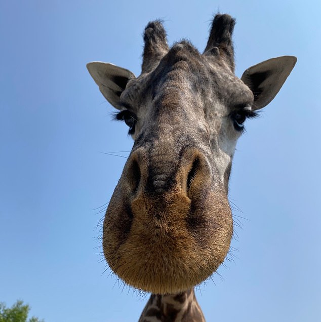 Officials called Kiko’s death “especially heartbreaking” given his role in protecting a species under threat