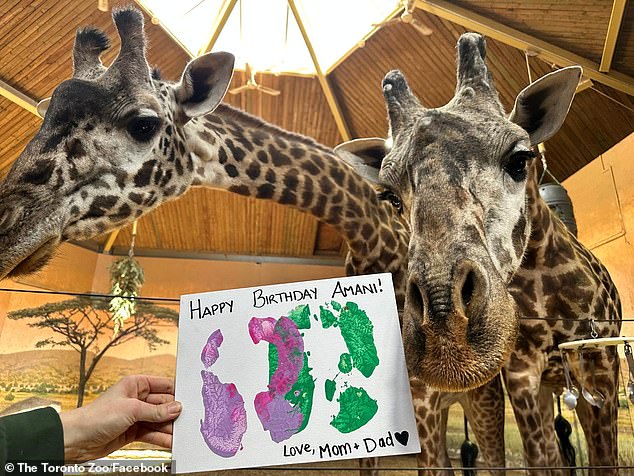 Kiko was part of a critical conservation breeding program and had already sired two calves