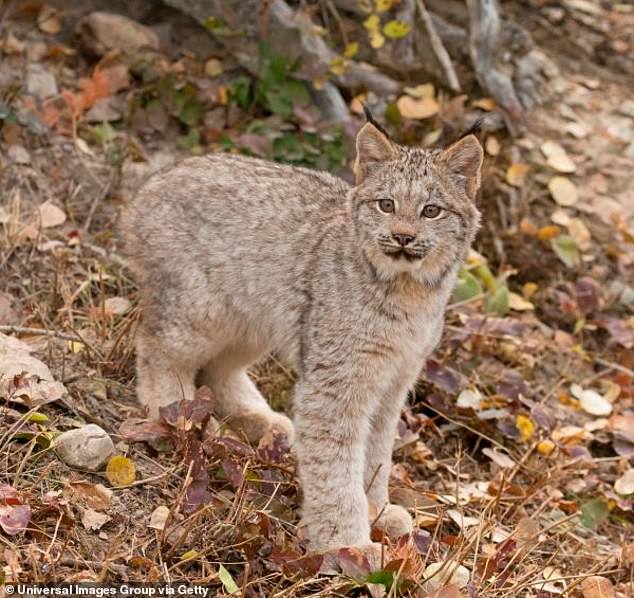 Canadian Lynx (Lynx canadensis) cub standing at entrance to den under fallen tree