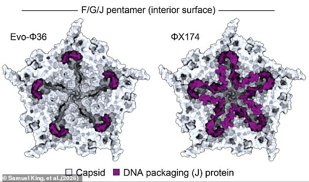 In the future, the scientists say this technology could be used to make new treatments for bacterial infections and cancers