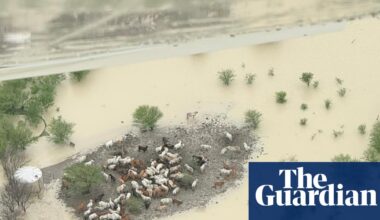 In Queensland tens of thousands of cattle die of thirst and hunger encircled by fresh water and grass | Australia news