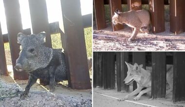 Controversial 'doggie doors' built into US-Mexico border wall