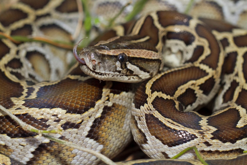 Close-up of a python's head and coiled body, showing its patterned scales and flicking tongue.