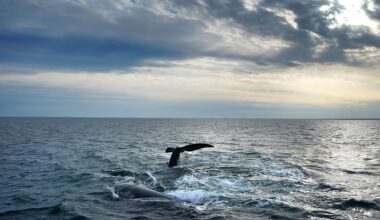 ‘Historic’ High Seas Treaty comes into force. But is it enough to save our oceans?