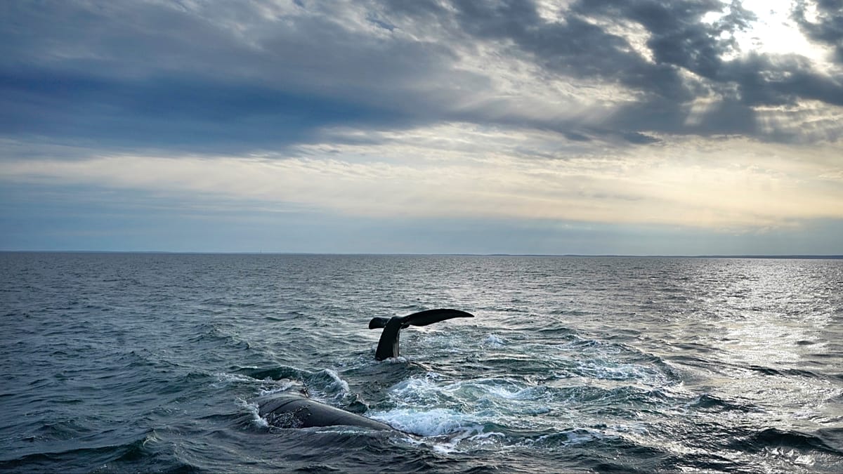 ‘Historic’ High Seas Treaty comes into force. But is it enough to save our oceans?