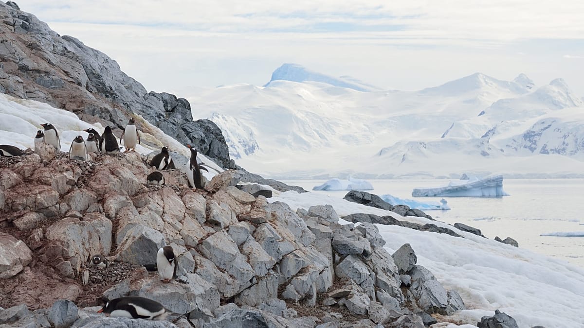 Penguins are bringing their breeding season forward. Why are scientists so worried?